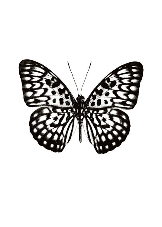 Butterfly Black And White Poster / Djur hos Desenio AB (7591)