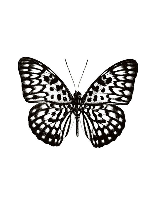 Butterfly Black And White Poster