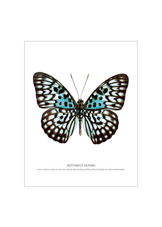 Butterfly Turqouise White Frame Poster
