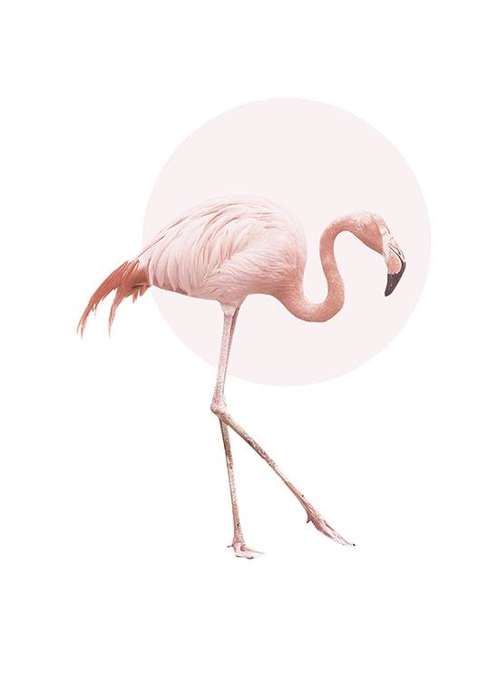 Illustrated Flamingo Poster / Djur hos Desenio AB (7826)