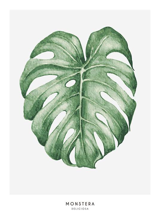 Monstera Poster