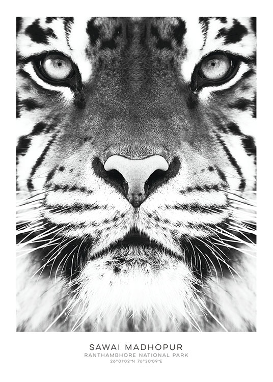 Tiger Poster / Svartvita hos Desenio AB (7950)