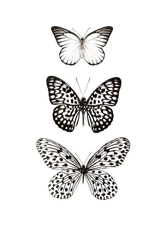 Three Butterflies Poster