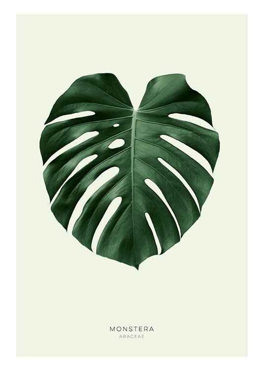 Green Monstera Poster