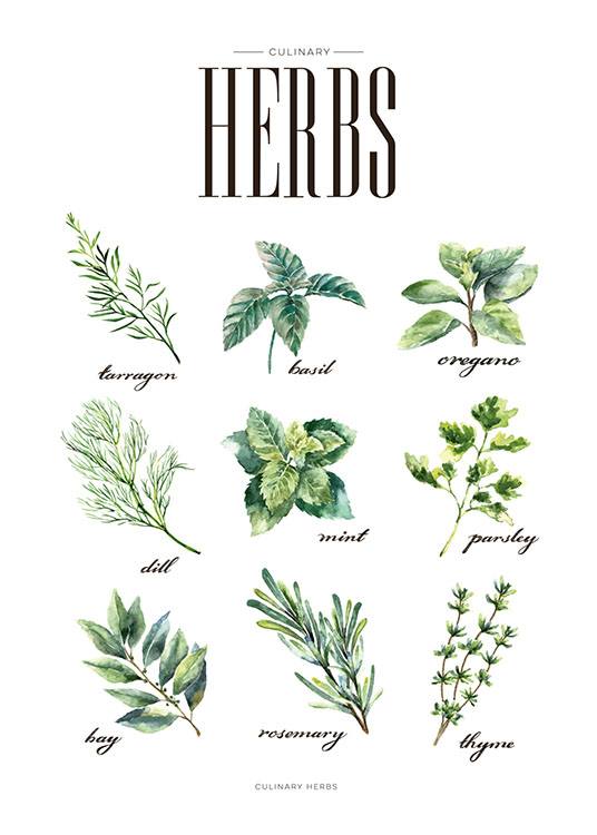 Herbs Green Poster / Kökstavlor hos Desenio AB (8230)