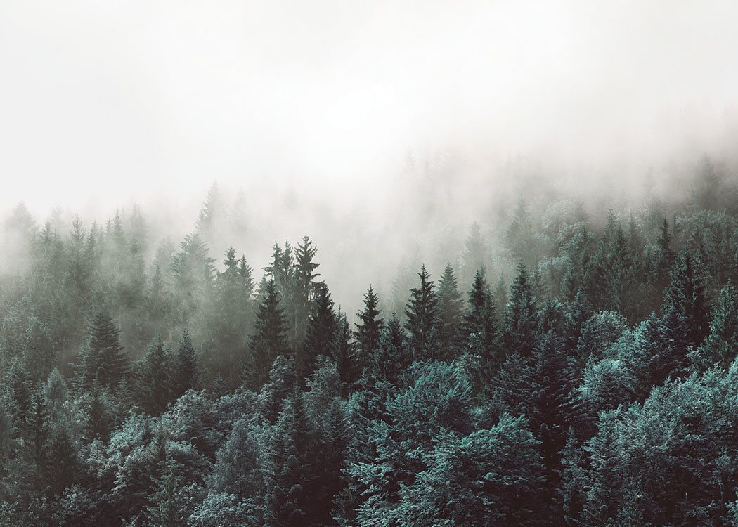  – Fotografi av ett dimmigt skogslandskap med trädtoppar täckta av dimma