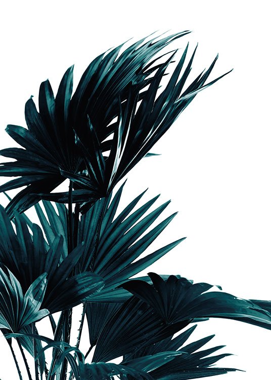 Palm Leaves Poster