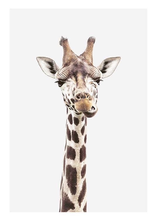 Baby Giraffe Poster