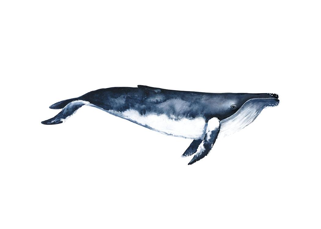 Humpback Whale Poster / Illustrationer hos Desenio AB (8416)