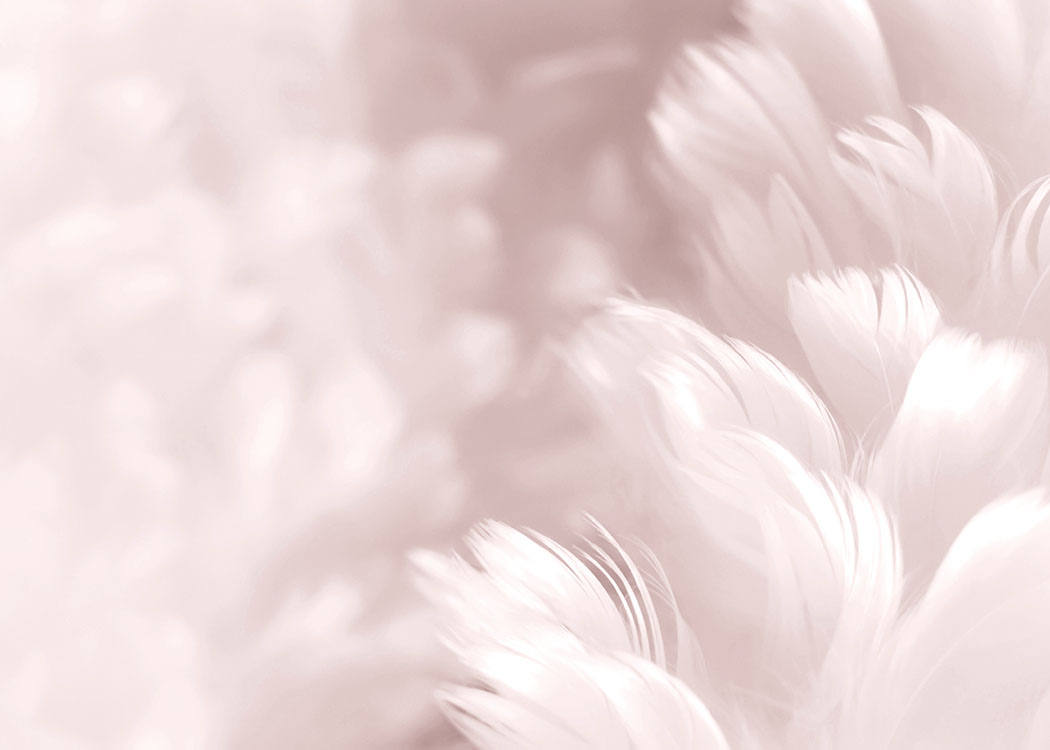 Fluffy Pink Feathers Poster / Fotokonst hos Desenio AB (8512)