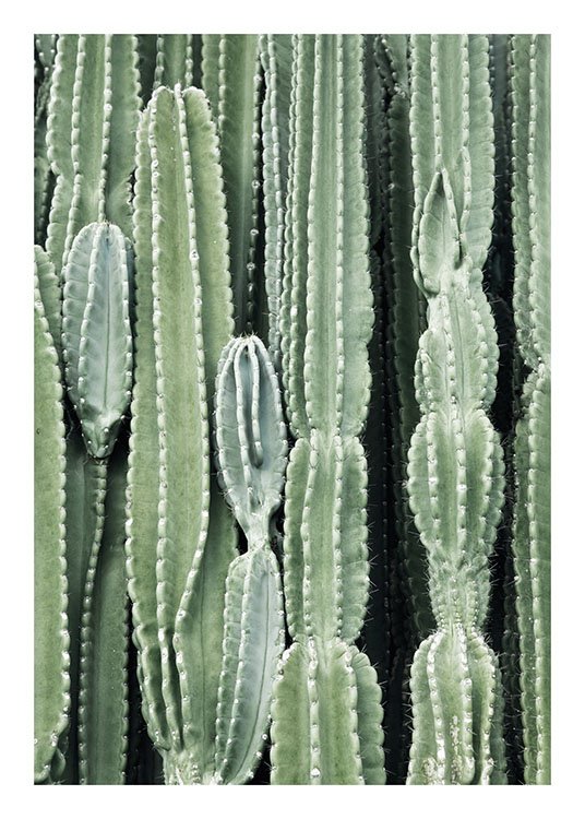 Cactus Poster / Fotokonst hos Desenio AB (8539)
