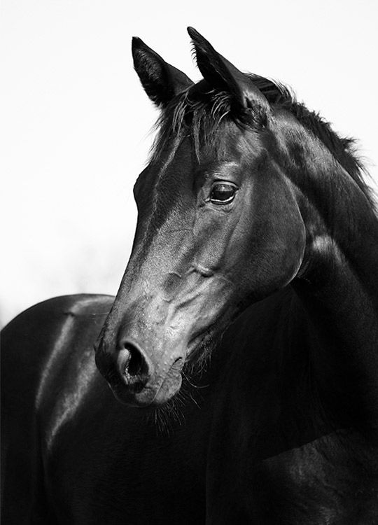 Black Stallion Poster / Fotokonst hos Desenio AB (8575)
