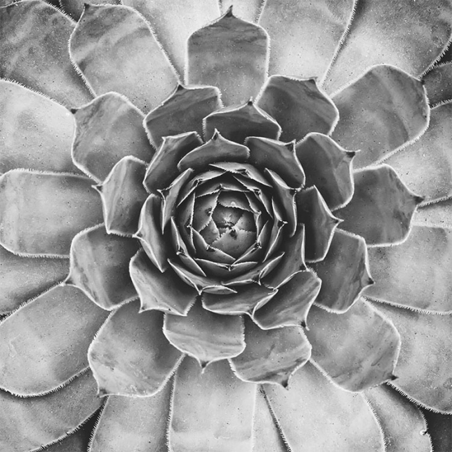 B&W Cactus Plant Poster