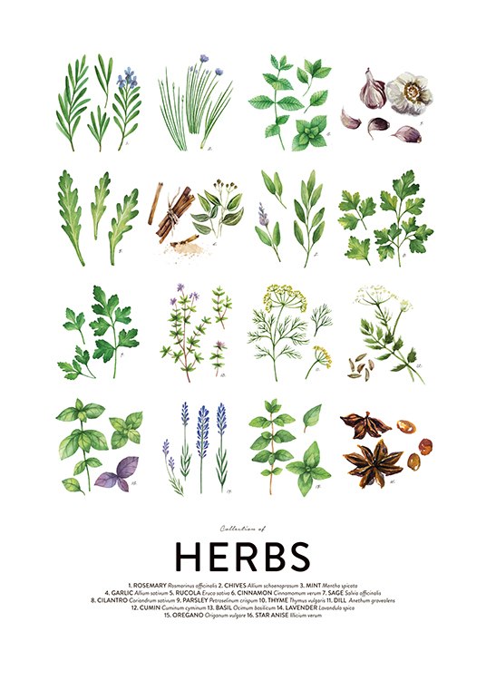 Culinary Herbs Poster