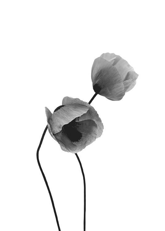 Grey Poppy Flowers Poster / Svartvita hos Desenio AB (8631)