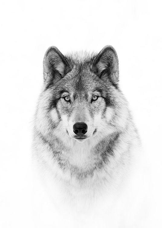Wolf Poster / Svartvita hos Desenio AB (8693)
