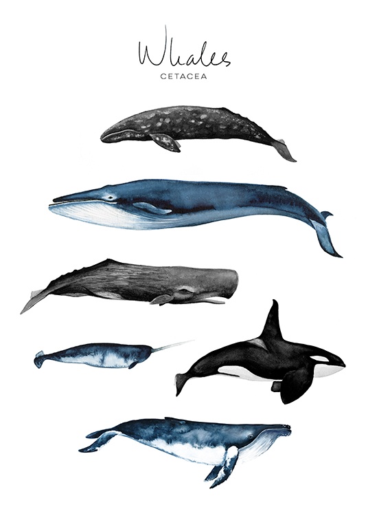 Whales Poster / Barntavlor hos Desenio AB (8989)