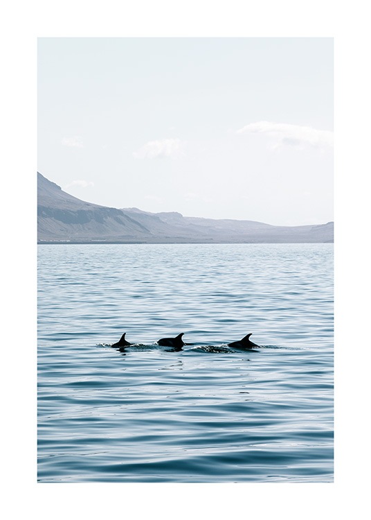  - Fotografi av tre delfiner som simmar i öppet vatten, med en bergskedja i bakgrunden